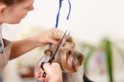 A pet groomer using scissors to cut the fur on a small dog