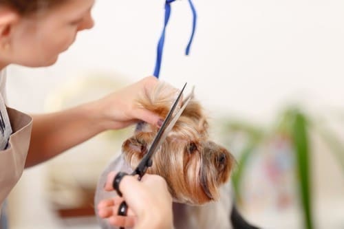 A pet groomer using scissors to cut the fur on a small dog