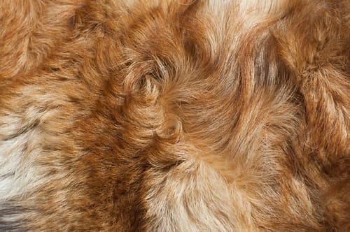 A close up dog fur that is matted