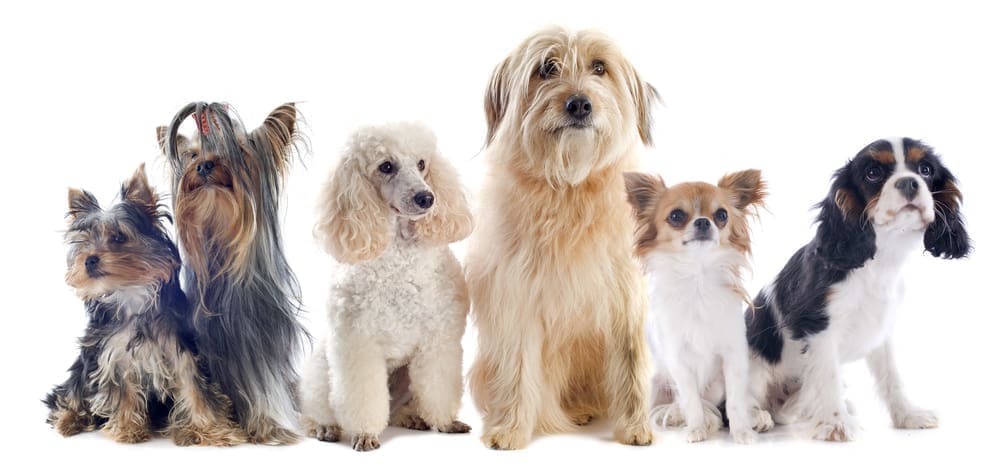 A group of 6 dogs of different sizes and breeds