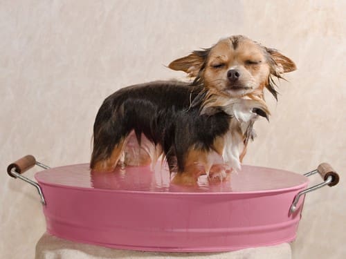 A small wet dog in a metal tub