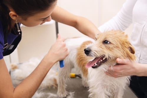 Two pet groomers combing a dog