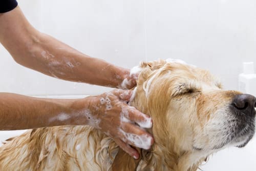 A pet groomer washing a dog