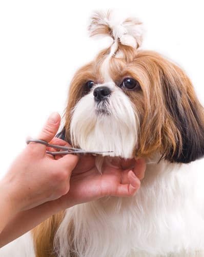 A groomer clipping the fur of a small dog