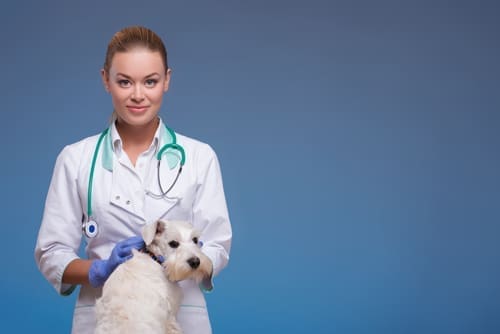 A veterinarian petting a small dog