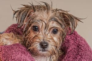 A wet puppy wrapped in a towel