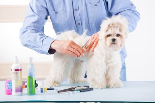 A pet groomer trimming a dog with various grooming and sanitation tools around them