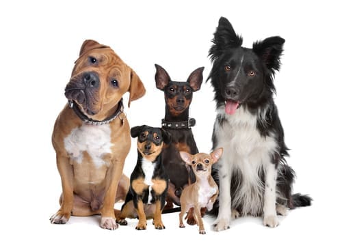 A group of 5 dogs of various sizes and breeds
