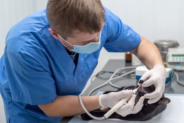 A technician descaling the teeth of a cat