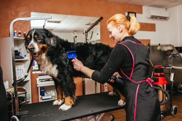A pet groomer brushing a dog on a table