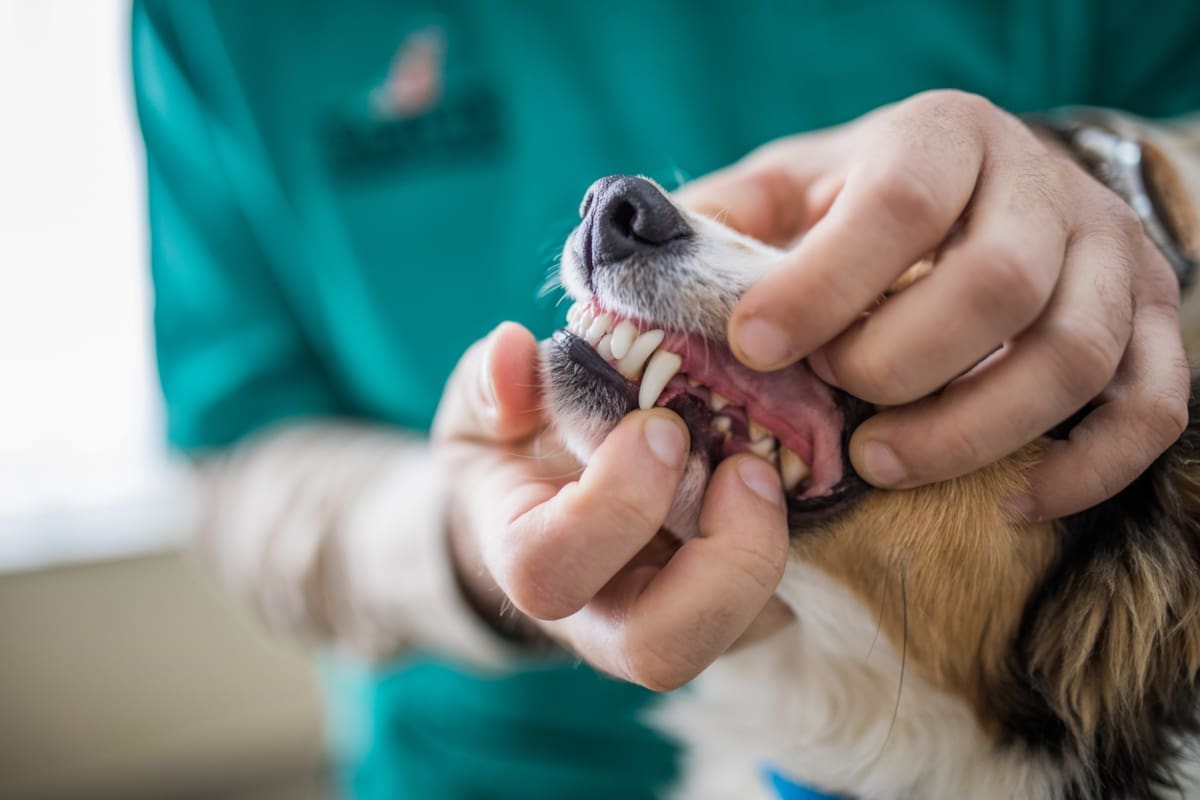 A dog groomer checking the teeth of a dog