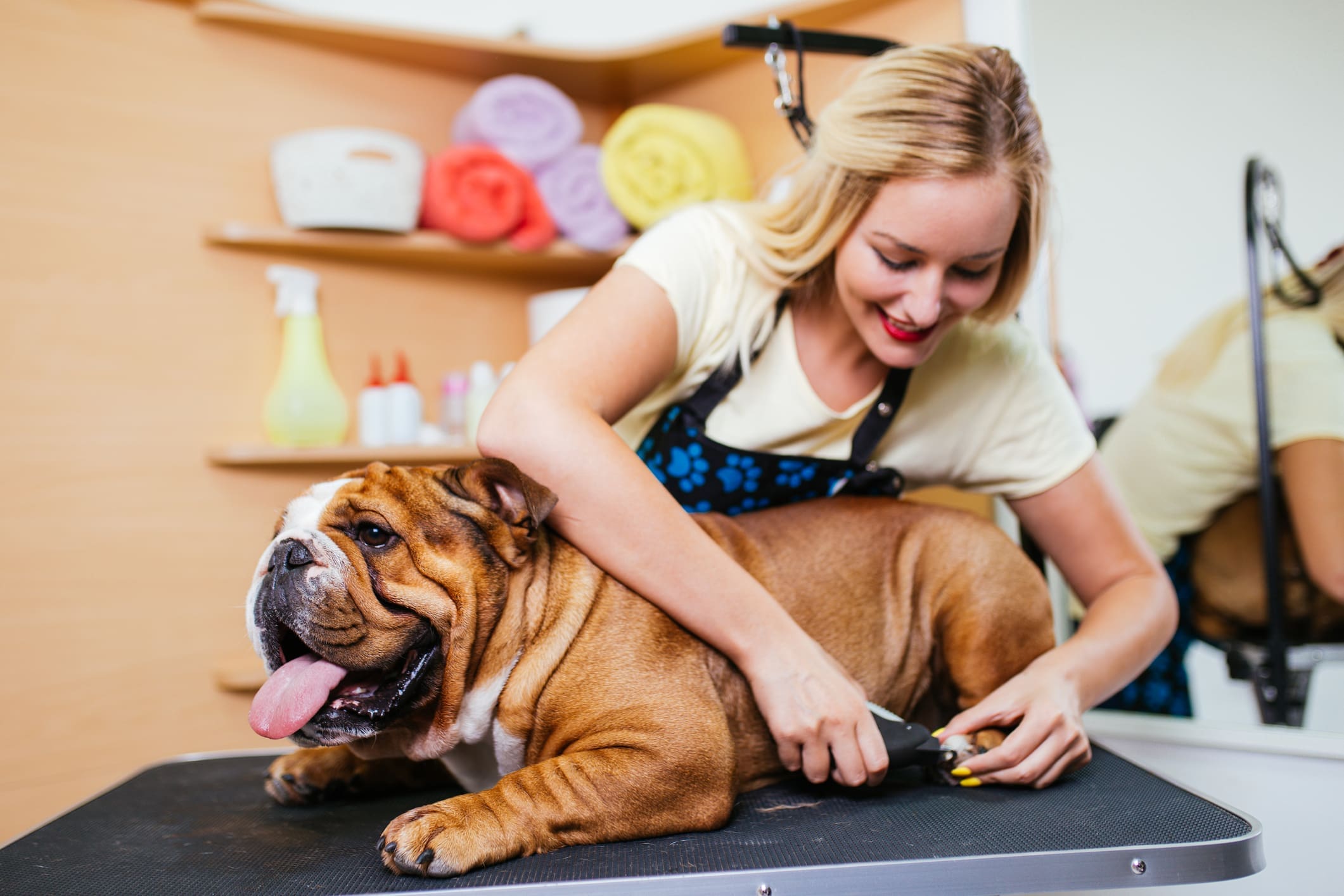 English bulldog at grooming salon.