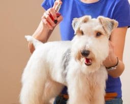 A pet groomer working with a small dog